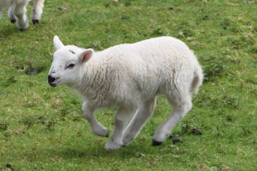 Sheep-M033