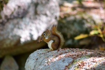 Red Squirrel-M040