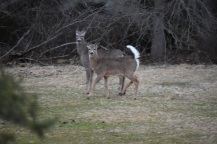 White Tailed Deer-M047